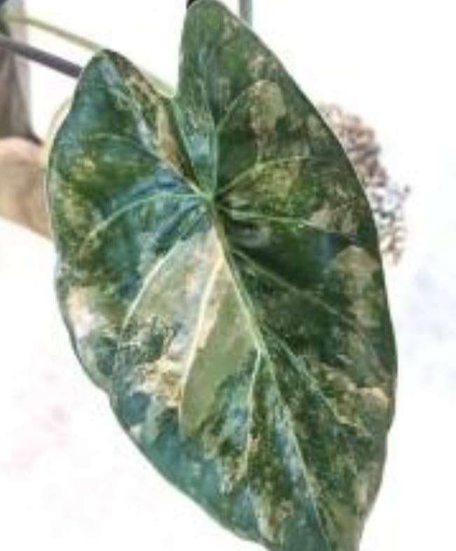 Alocasia wentii variegated TC Plantlet Grower's Choice *In Stock*