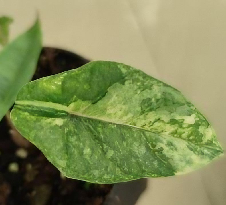 Alocasia heterophylla 