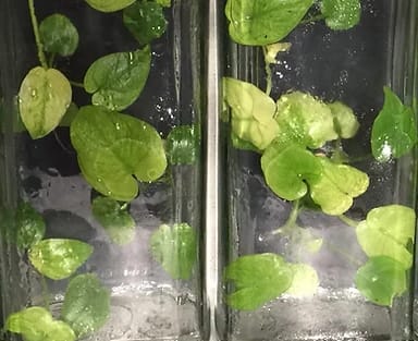 Philodendron goeldii "Mint" variegated TC Plantlet *Preorder* (3314P:3) | Rare Aroid