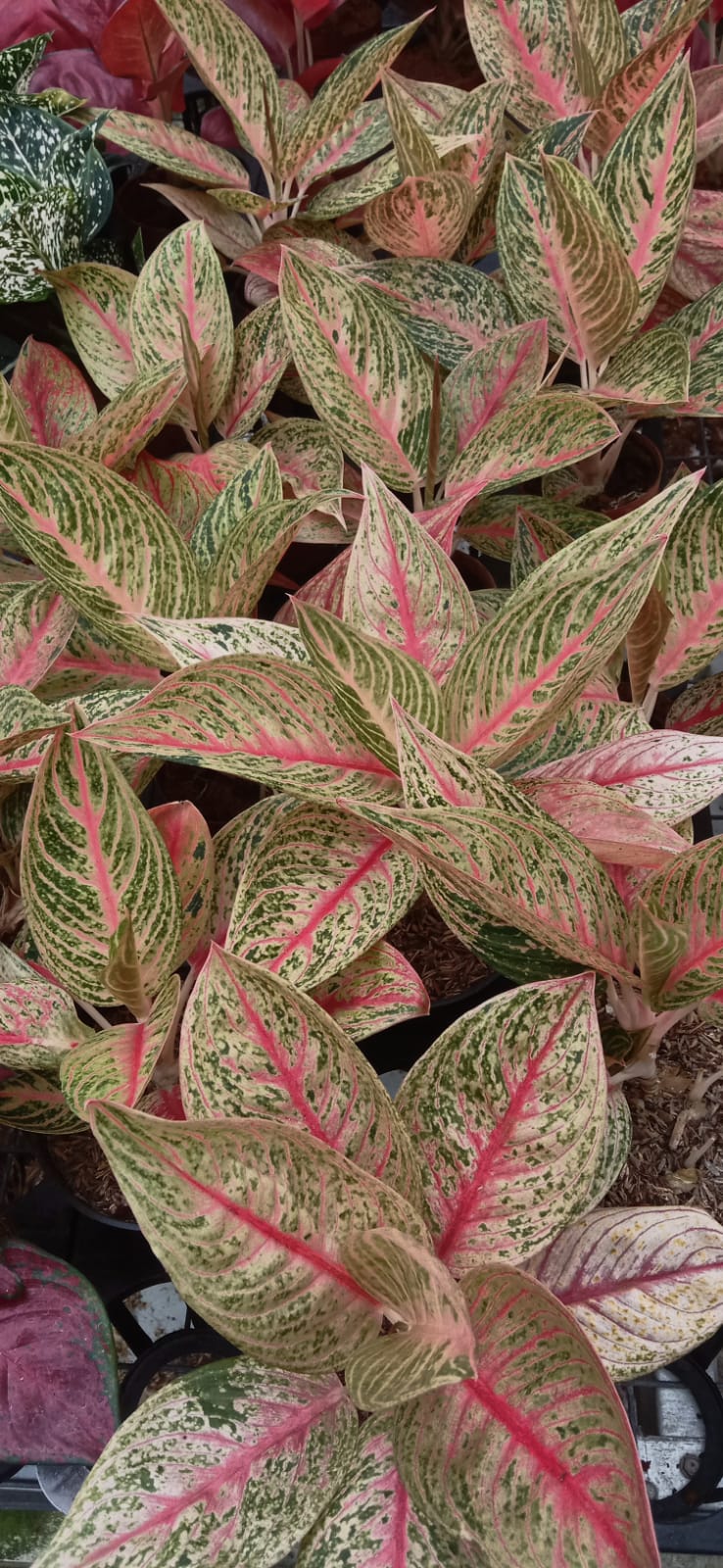 legacy aglaonema Aglaonema Gold Legacy Grower's Choice *In Stock* Planted (In Stock)