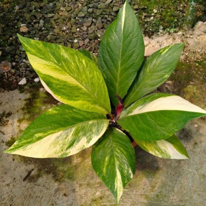 アンスリウム　スコーピオン アンスリウム スコーピオン アンスリウム スコーピオン Thailand