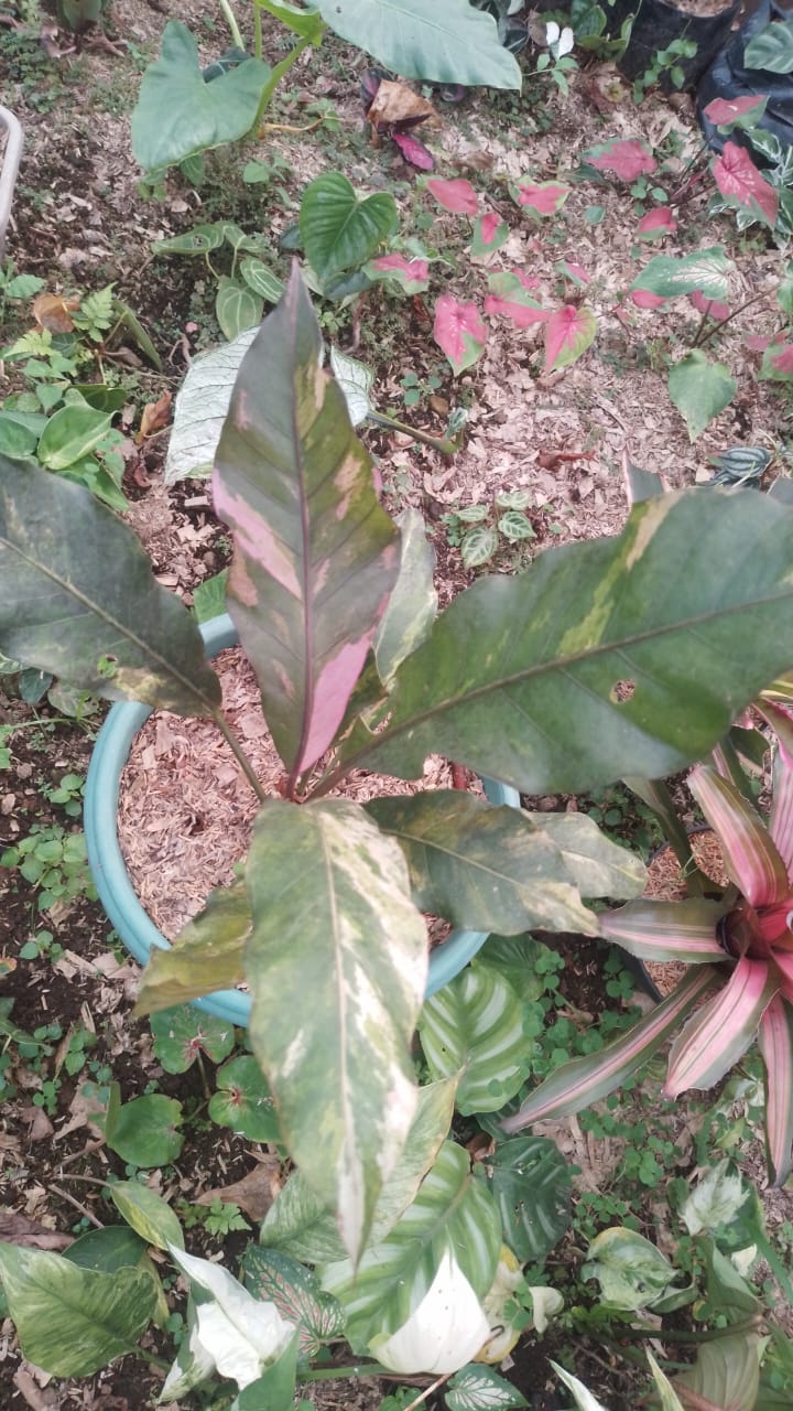 Anthurium hookeri pink variegated Grower's Choice *In Stock