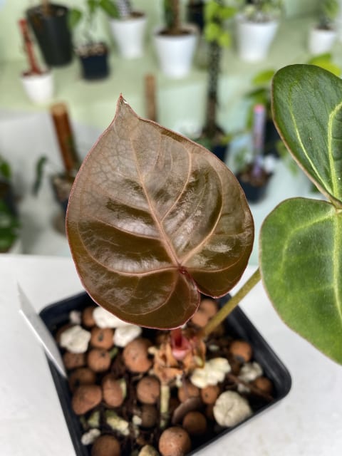 Anthurium Ace Of Spades TC plantlet *Preorder* Acclimated