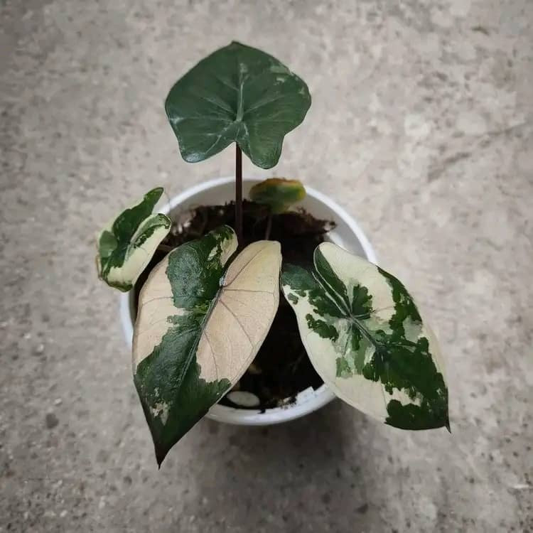 Alocasia 