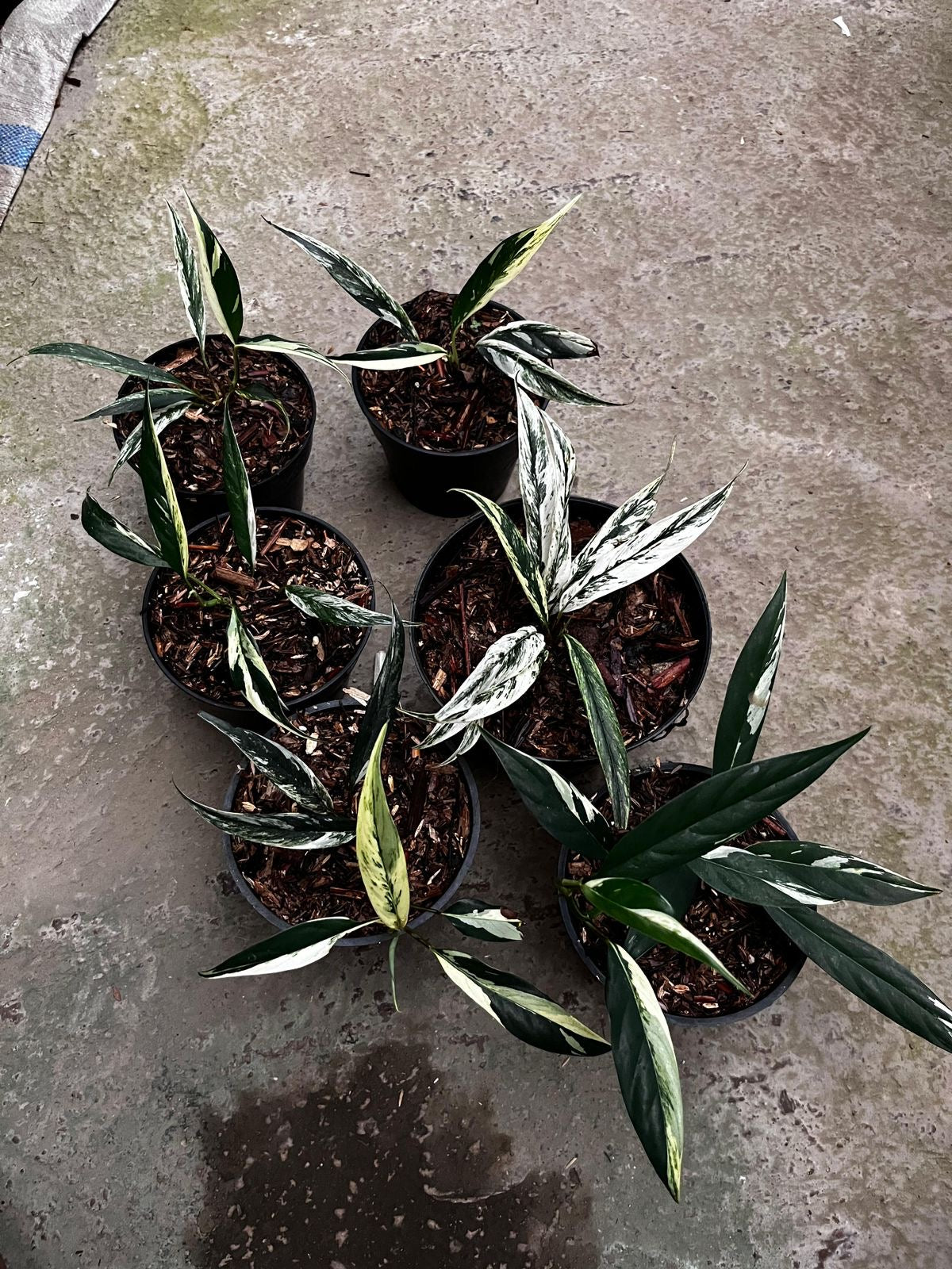 ラフィドフォラ　ロビースコット　バリエガータ Rhaphidophora lobbii variegated Schott Grower's Choice *Now