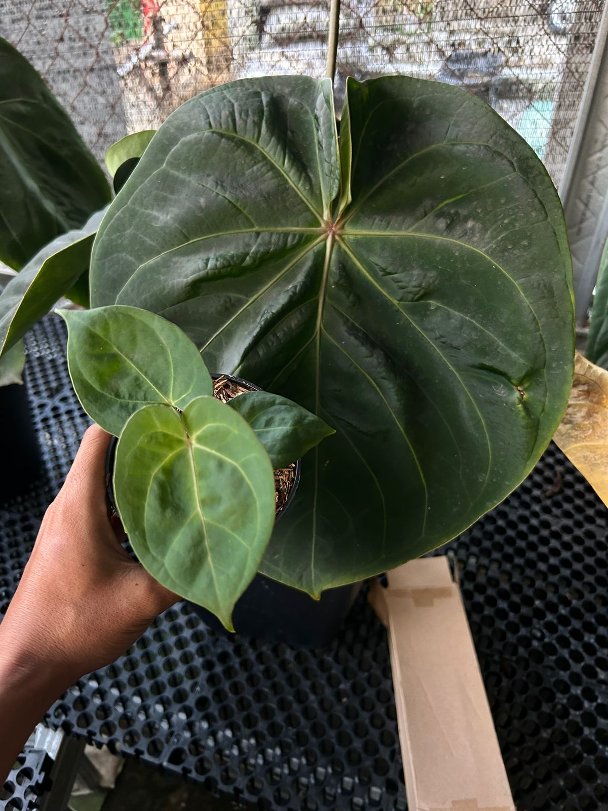 Anthurium hoffmannii pure Grower's Choice *Now In Stock* (5454P:G) | Rare Aroid