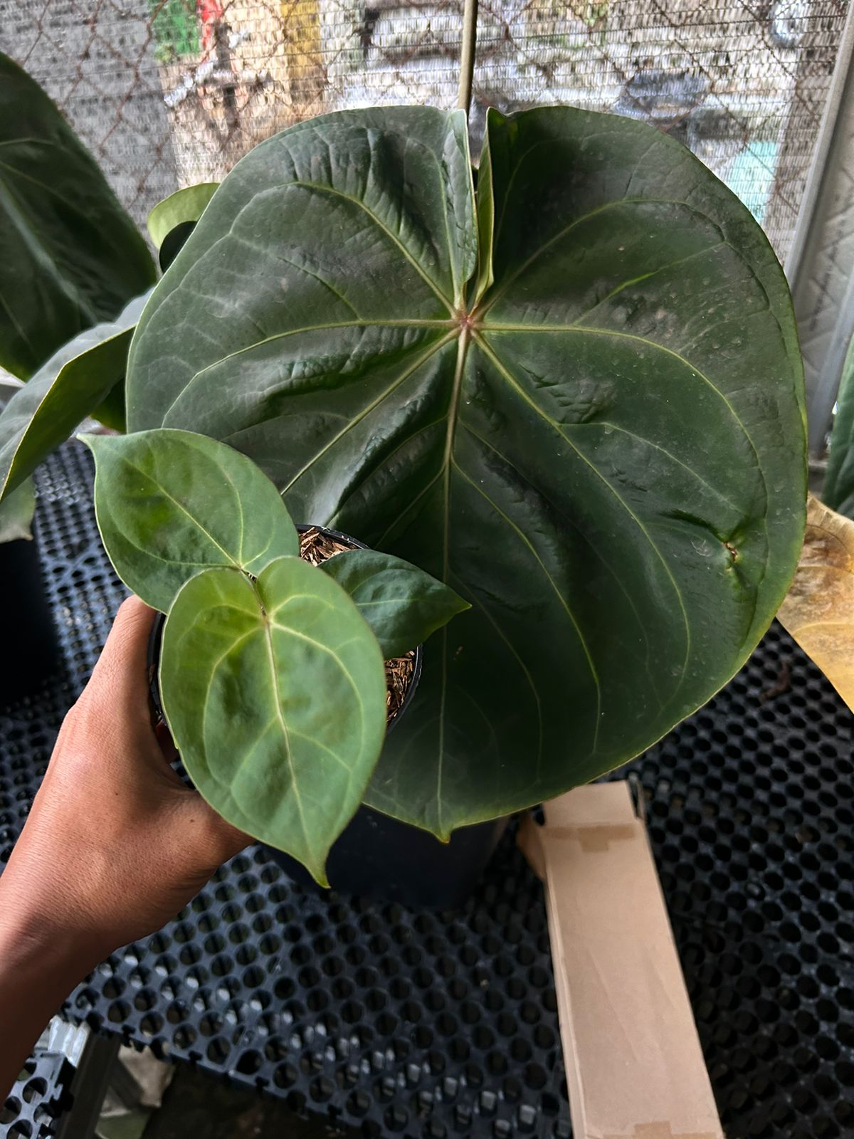 Anthurium hoffmannii pure *Preorder* (5454P:G) | Rare Aroid