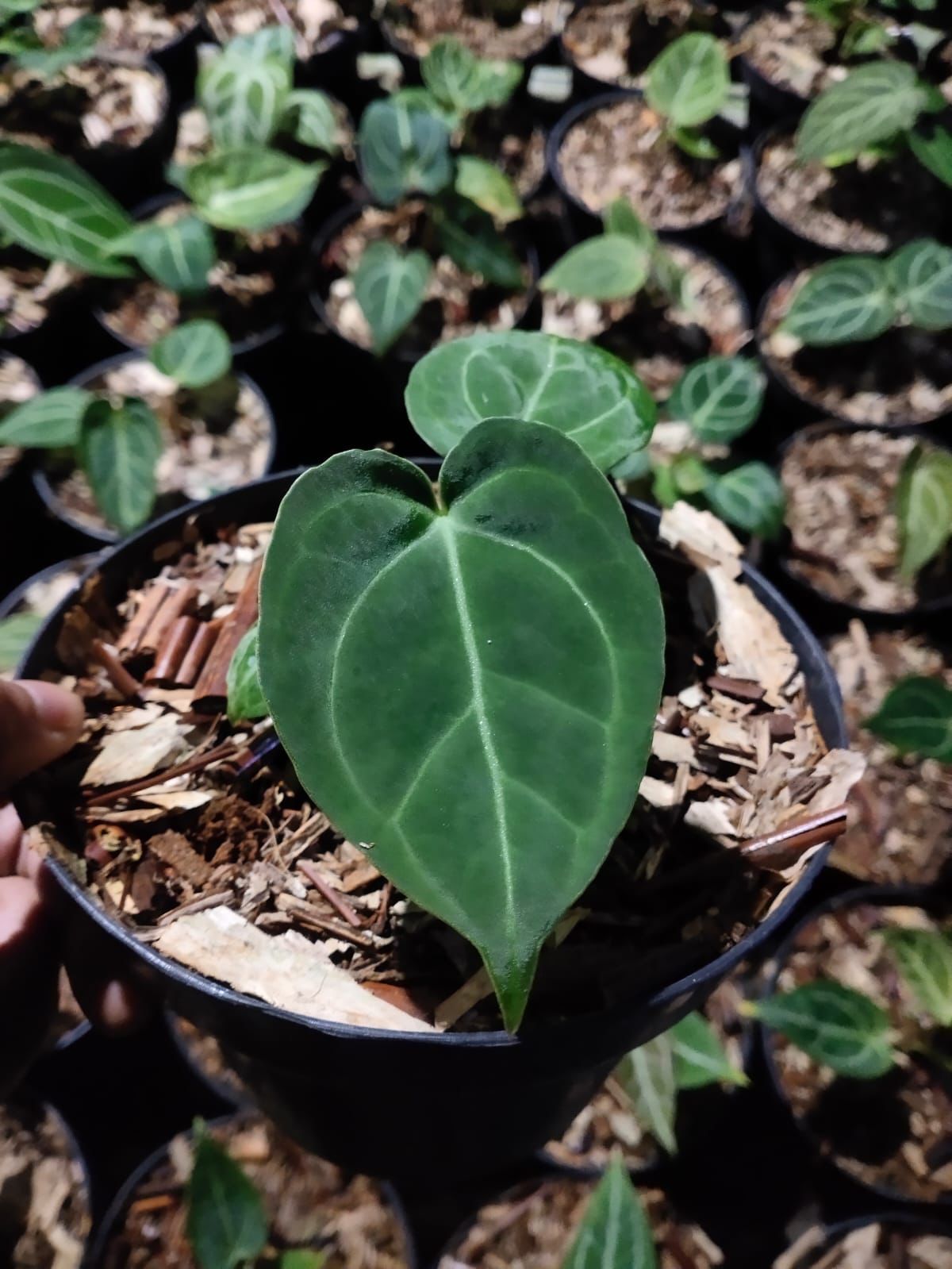 Anthurium papillilaminum "Dark Form" ×... Grower's Choice *Now In Stock* (5560P:G) | Rare Aroid