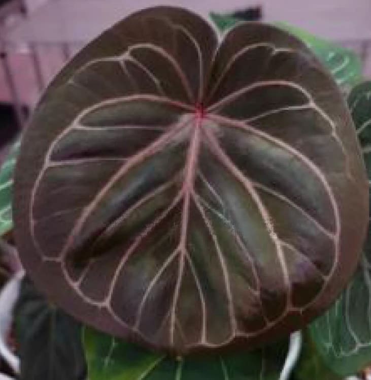 anthurium king of spades Anthurium King of Spades Grower's Choice *In Stock* In Vitro (In Stock)