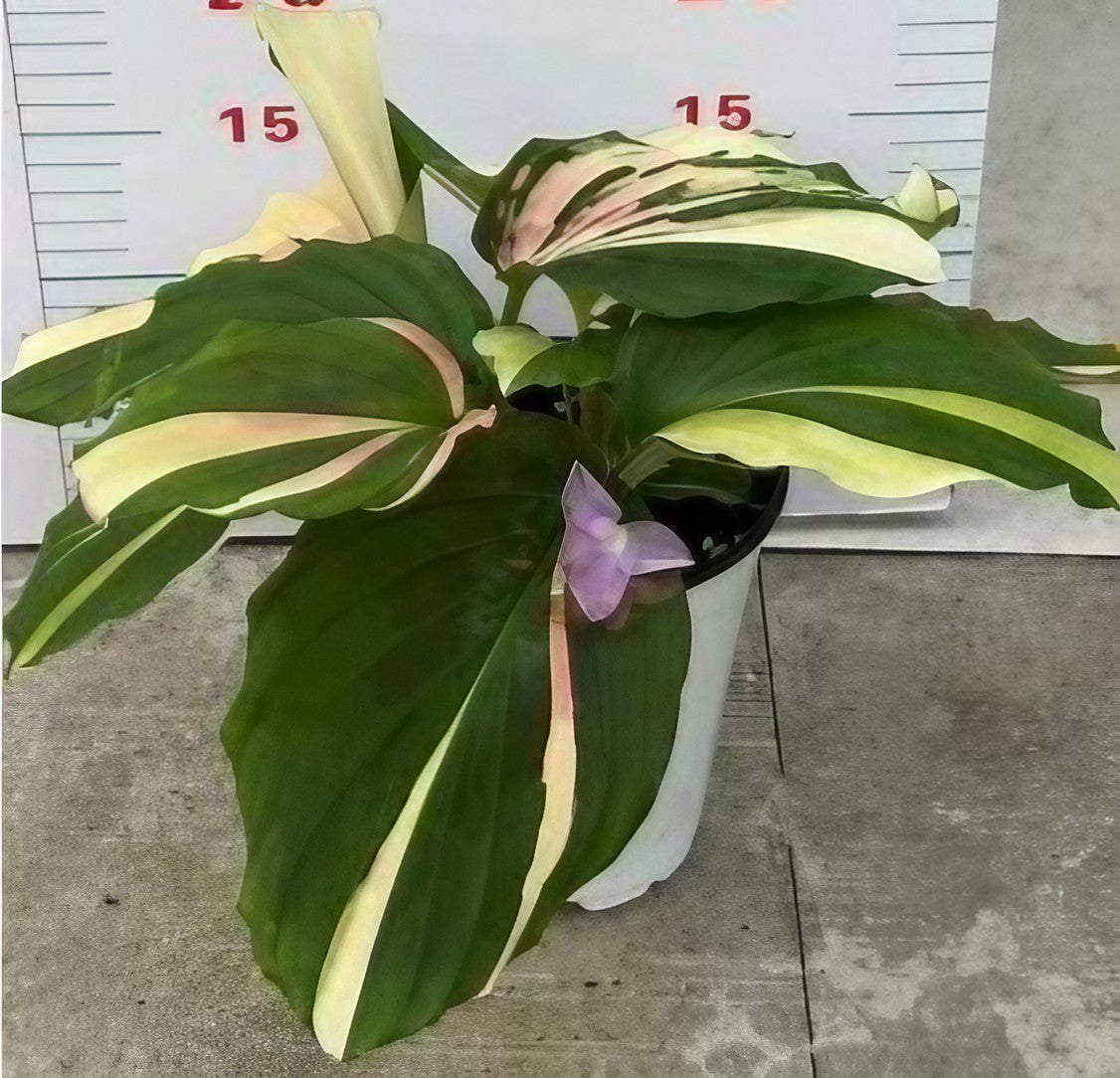 Kaempferia galanga variegated TC Plantlet Grower's Choice *Now In Stock* (6963P:G) 2-Pack In Vitro (In Stock) ($42 ea.)