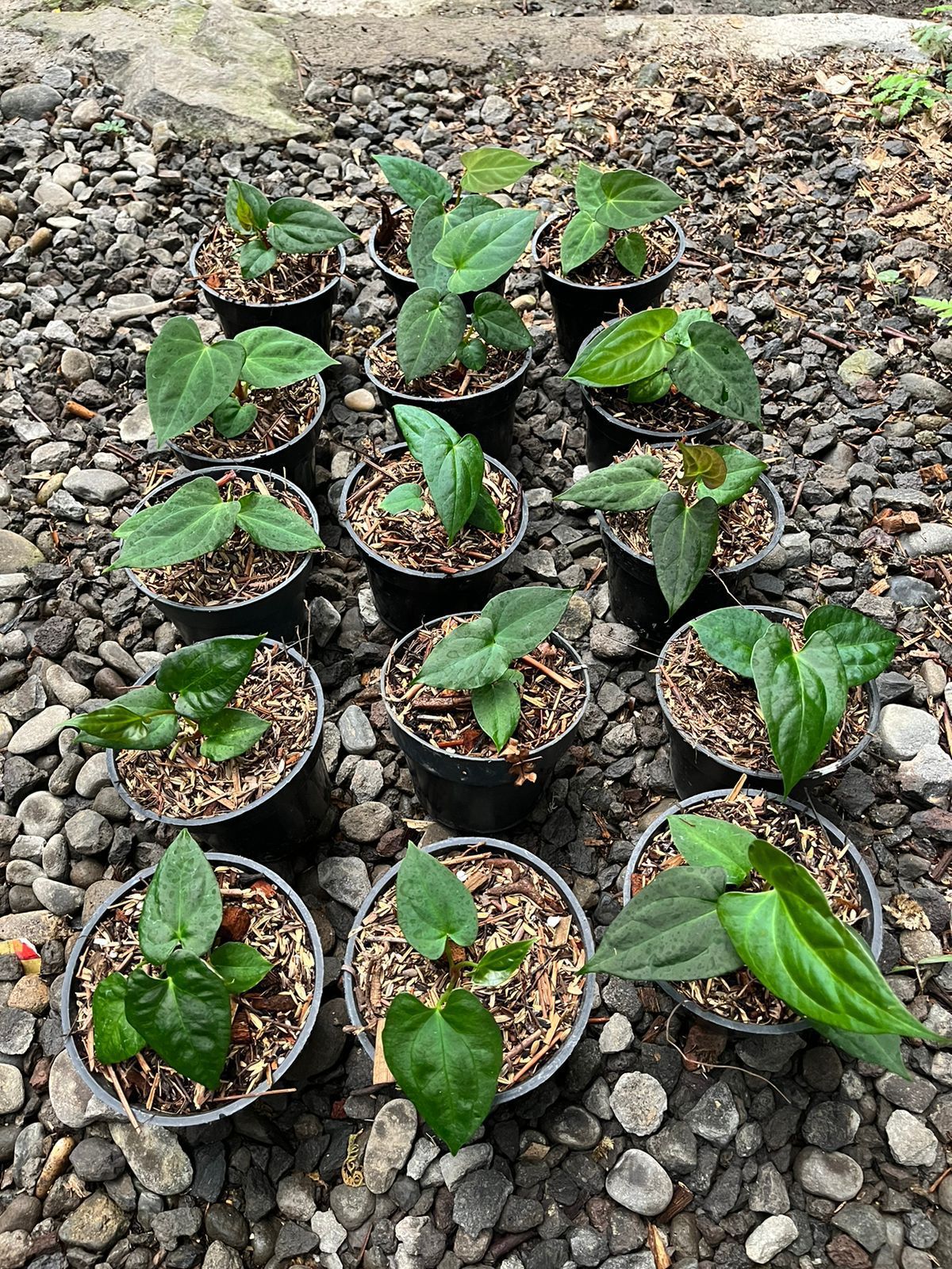 Anthurium papillilaminum × "Fort Sherman" Grower's Choice *Now In Stock* (5651P:3) | Rare Aroid