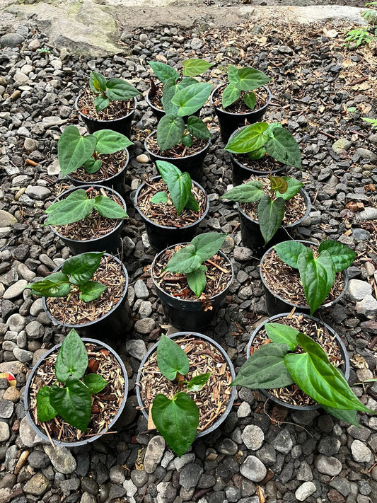 Anthurium papillilaminum × "Fort Sherman" Grower's Choice *Now In Stock* (5651P:3) | Rare Aroid