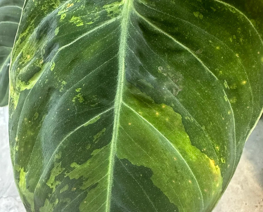 Philodendron melanochrysum variegated TC Plantlet *Preorder* (3538P:2)