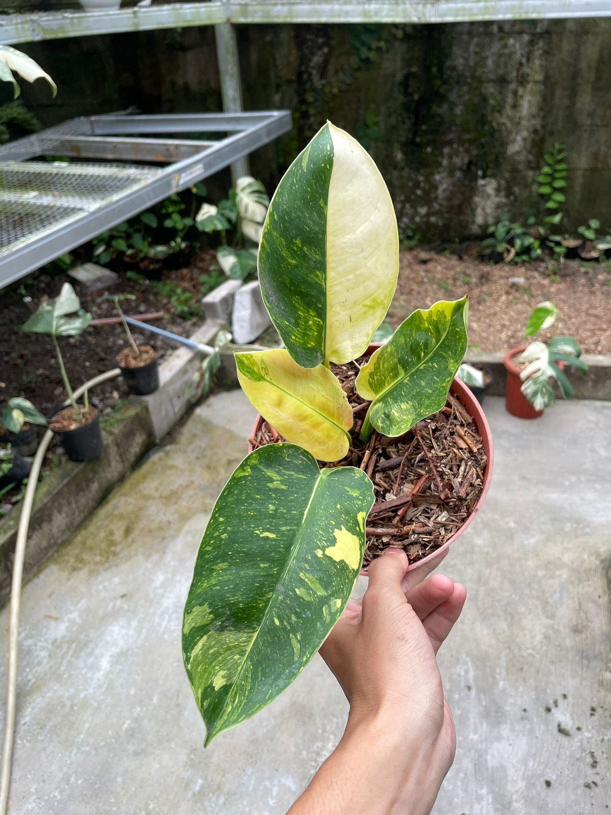 Philodendron "Green Congo Marble" variegated Grower's Choice *Now In Stock* (5967P:3) | Rare Aroid