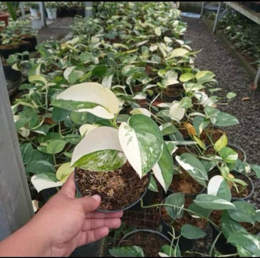 Scindapsus pictus "Jade Satin" albo variegated Grower's Choice *Now In Stock* (5563P:G) | Rare Aroid