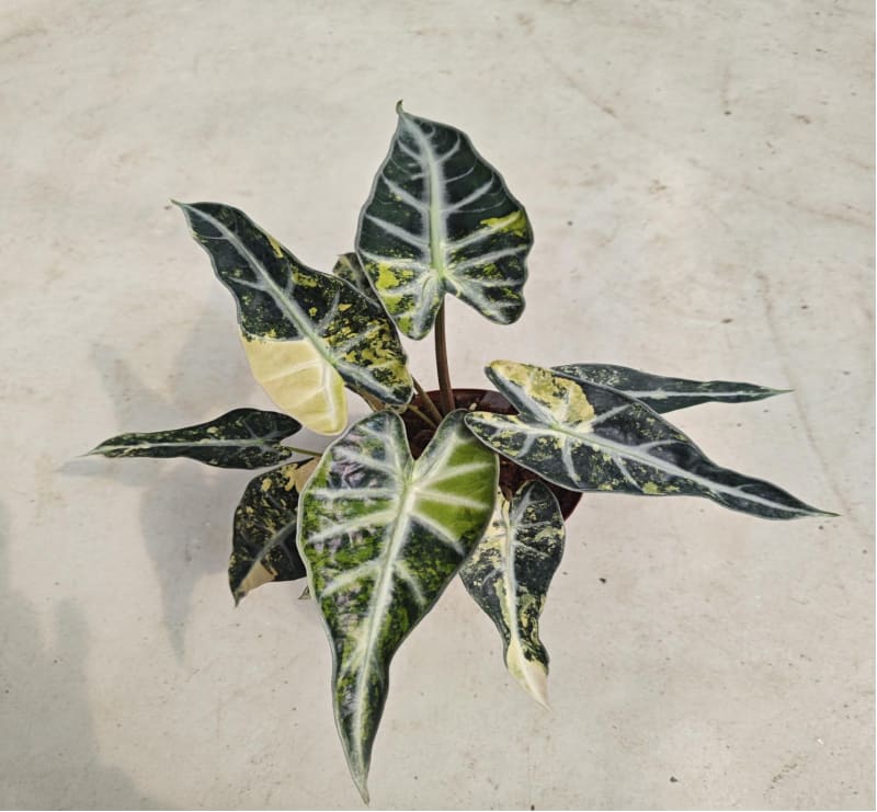 Alocasia bambino Aurea variegated *Preorder* – OrchidBox
