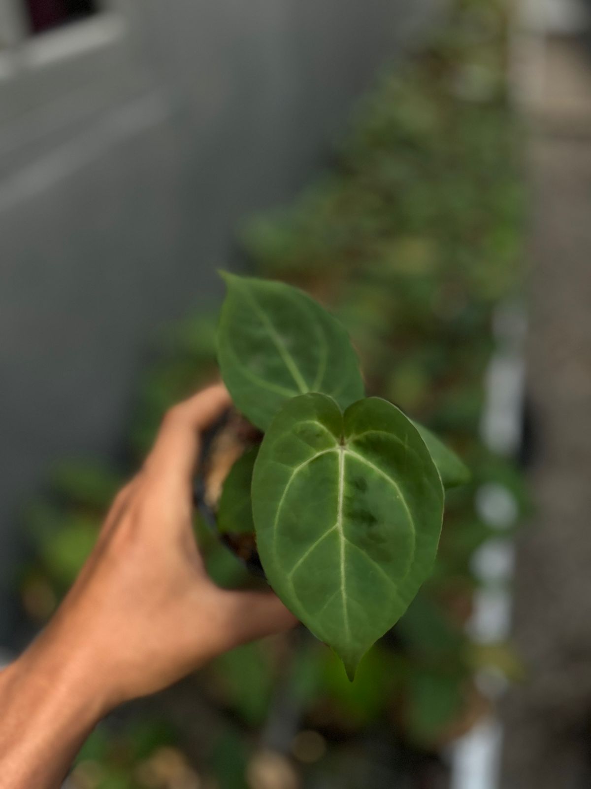 Anthurium hoffmannii pure *Preorder* (5454P:G) | Rare Aroid