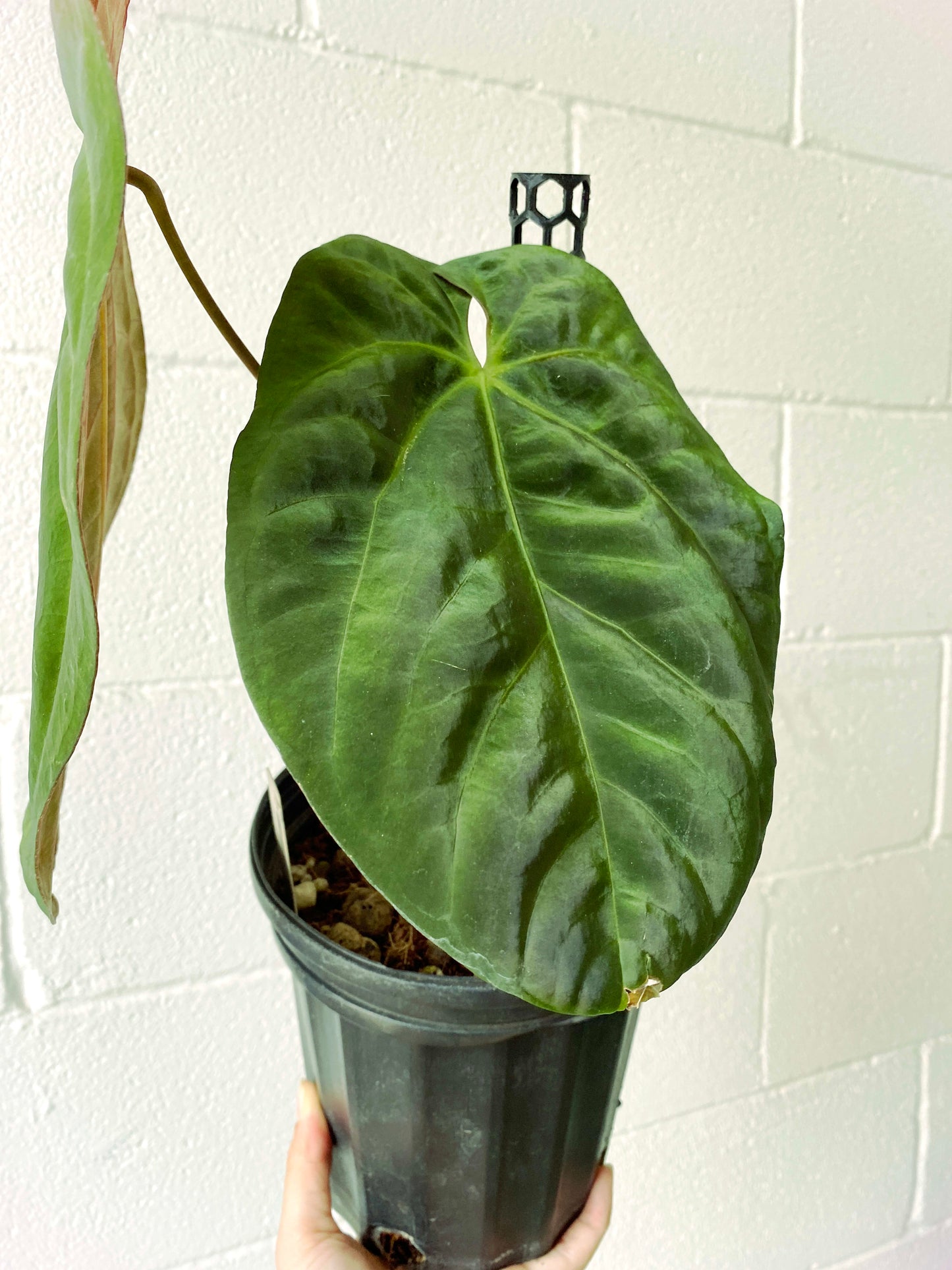 Anthurium Dark Phoenix XXL Mature (R1) | Exact Plant