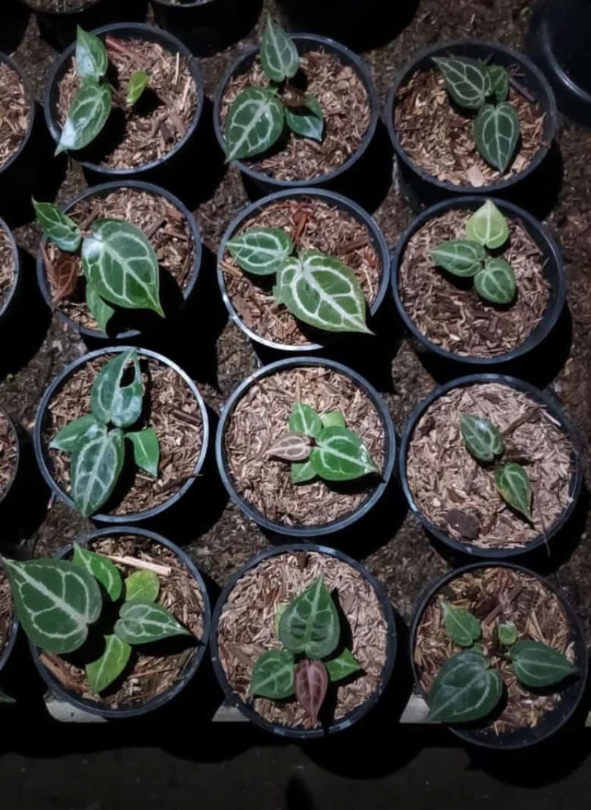 Anthurium "King of Spades" x "Red Crystallinum" SM Grower's Choice *Now In Stock* (3846P:1) | Rare Aroid