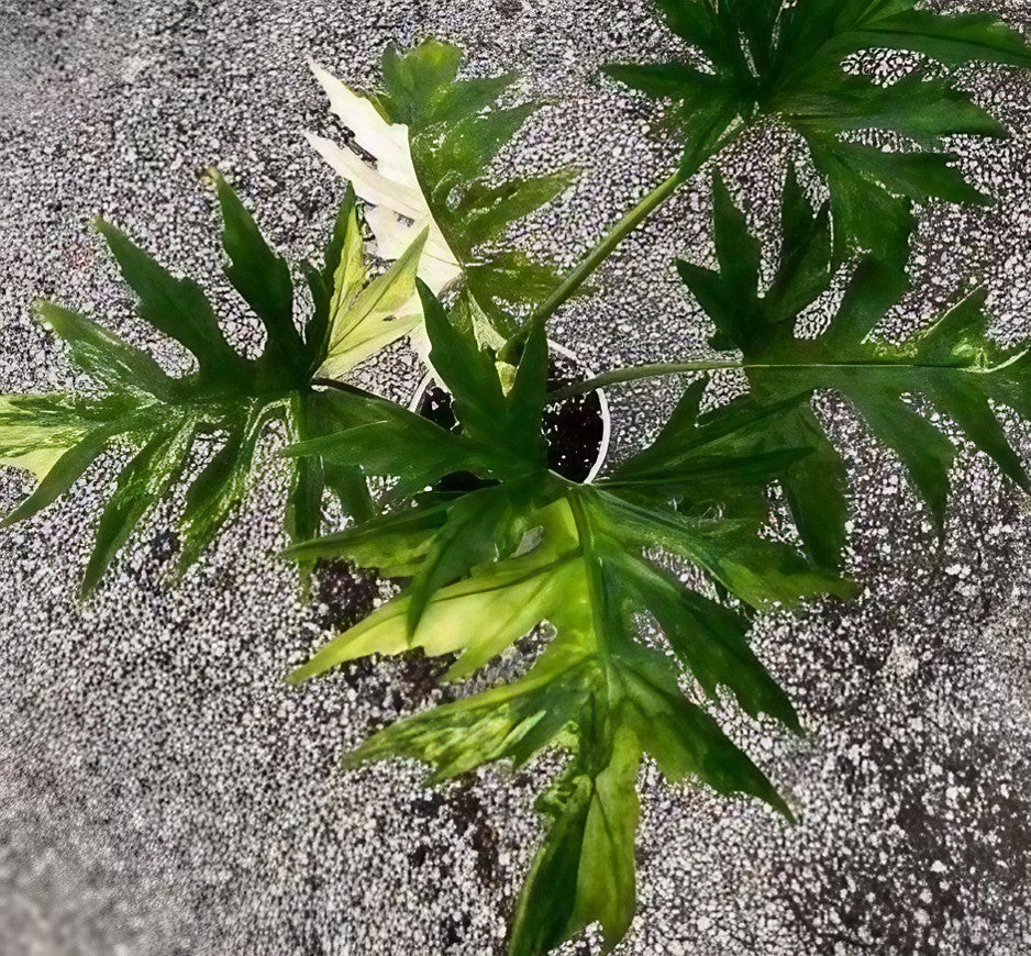 Philodendron warscewiczii variegated TC Plantlet Grower's Choice