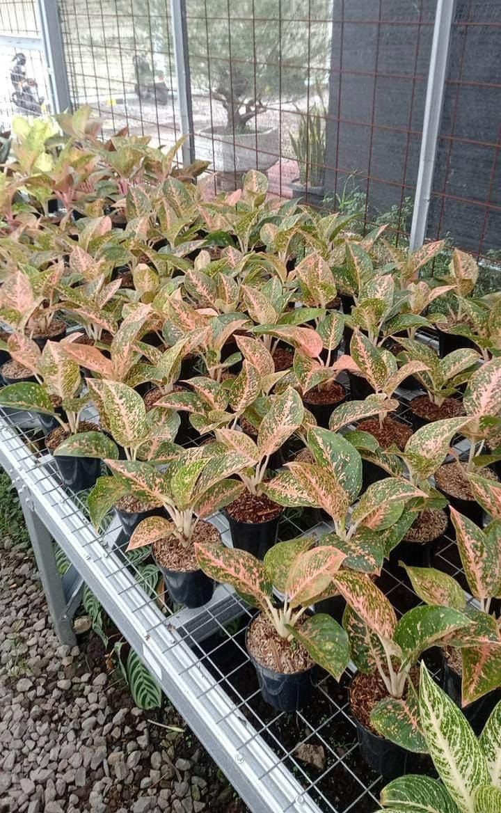 Aglaonema "Orange Stardust" variegated Grower's Choice *Now In Stock* (3845P:G) | Rare Aroid