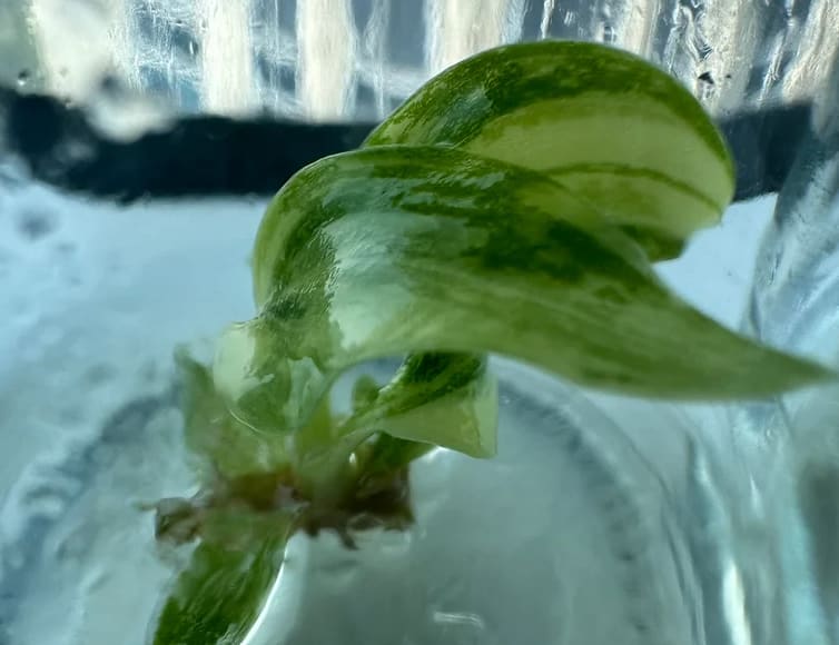 Philodendron "Green Congo" variegated TC Plantlet (Not marble) *Preorder* (3507P:2)