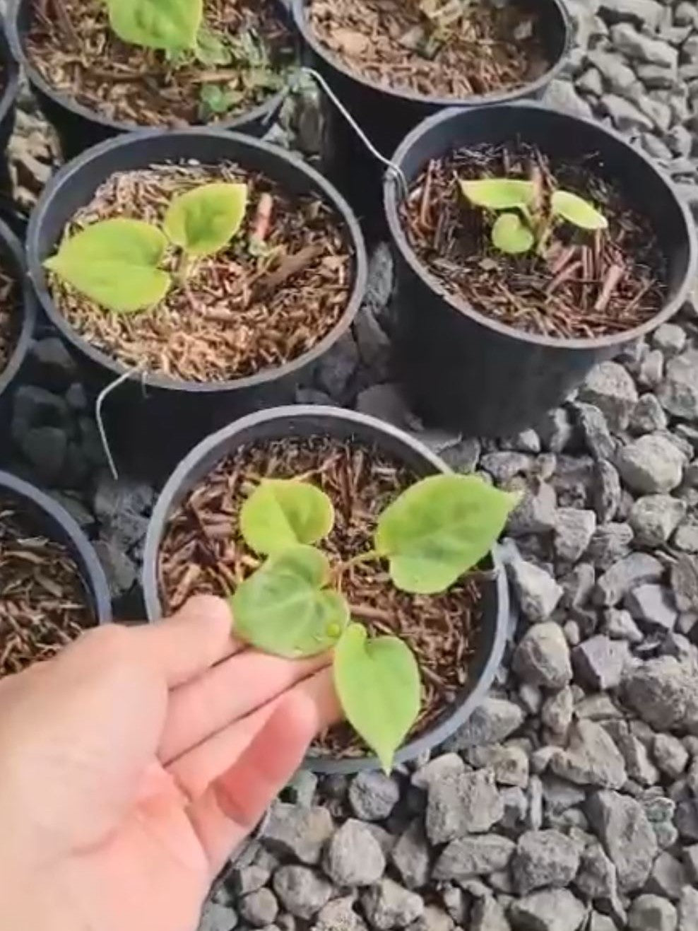 Anthurium "King of Spades" "Golden" *Preorder* (5558P:3) | Rare Aroid