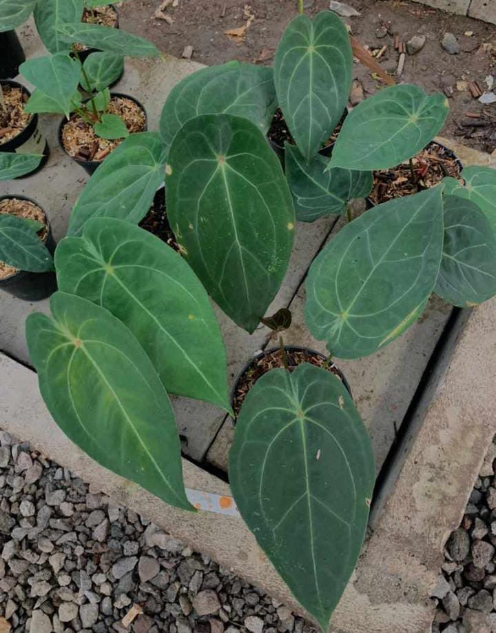 Anthurium "Red Spider" *Preorder* (6000P:3) | Rare Aroid