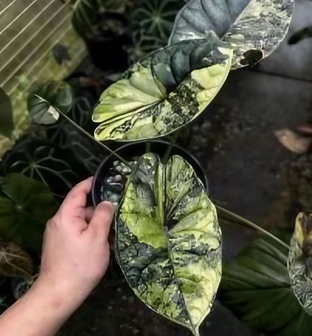anthurium dragon scale Alocasia baginda "Dragon Scale" "Mint" variegated TC Plantlet Grower's