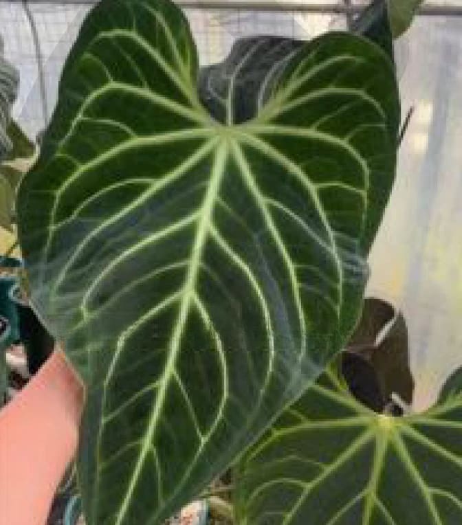 Anthurium regale Grower's Choice *In Stock* – OrchidBox