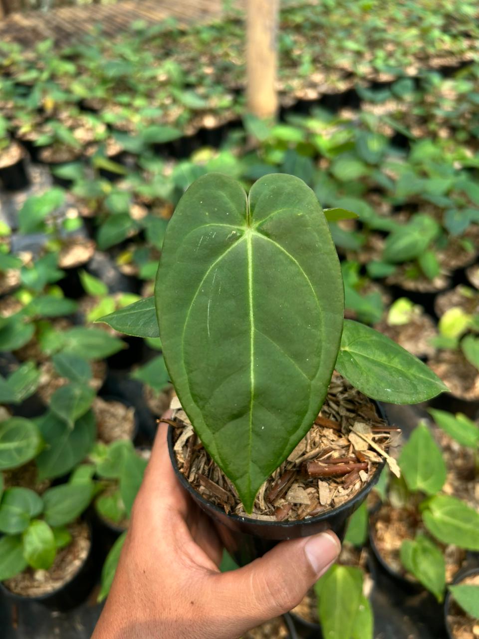 Anthurium "Blue papillilaminum" Grower's Choice *Now In Stock* (5644P:G) | Rare Aroid