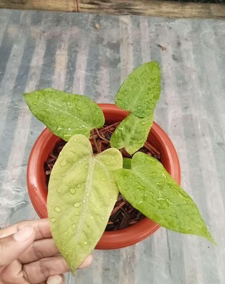 Anthurium papillilaminum "Golden" variegated SM-MD *Preorder* (5646P:G) | Rare Aroid