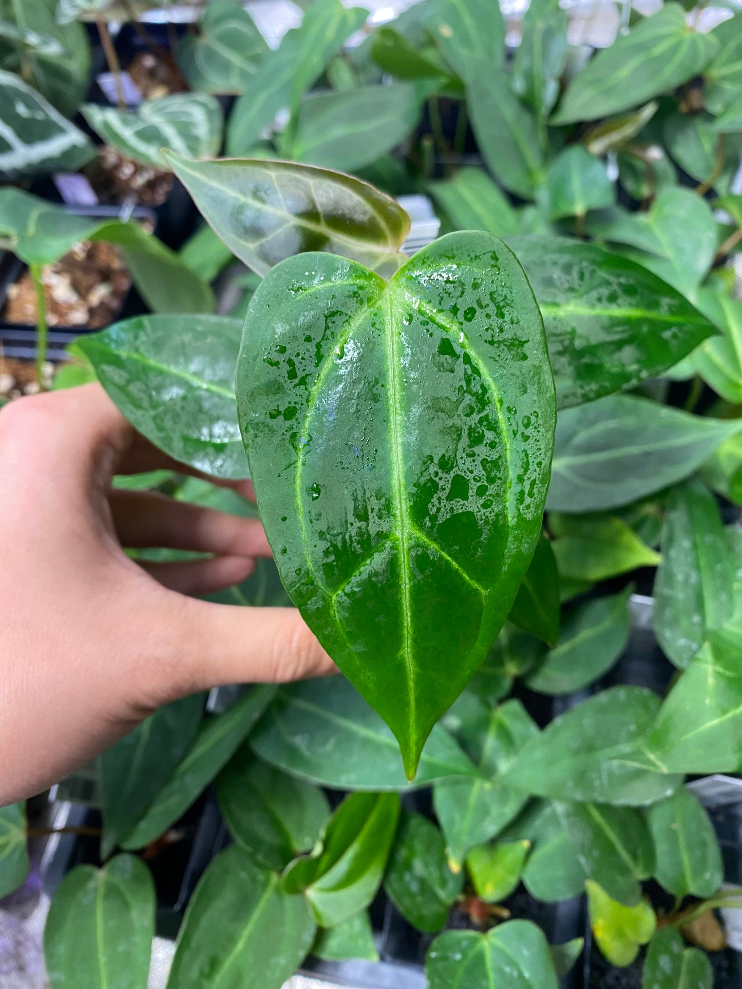 Anthurium papillilaminum × portillae Grower's Choice *Now In Stock* (5557P:G) | Rare Aroid