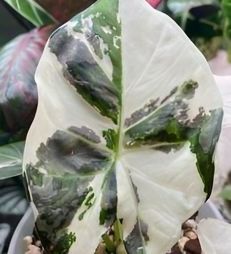 Alocasia 