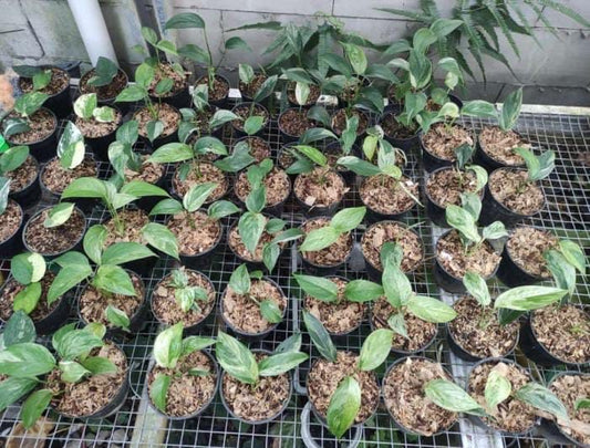 Scindapsus "Blue Albo Salaka" variegated Grower's Choice *Now In Stock* (5654P:G) | Rare Aroid