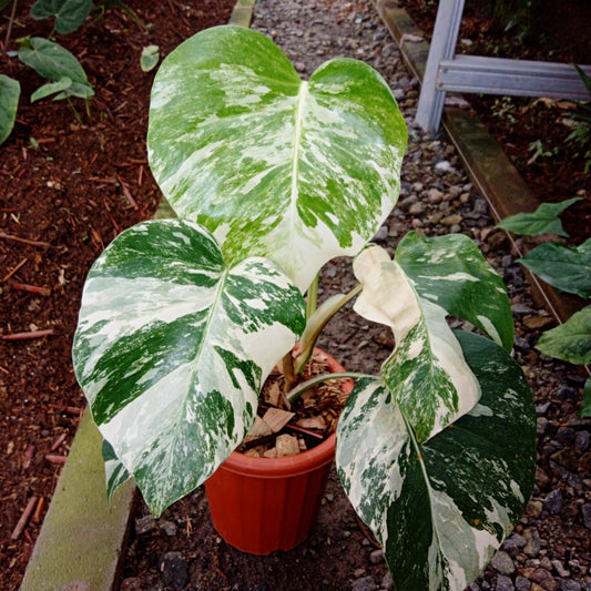 Monstera deliciosa Albo "Holland" Small 1-2 Leaf Grower's Choice *Now In Stock* (5879P:3) | Rare Aroid