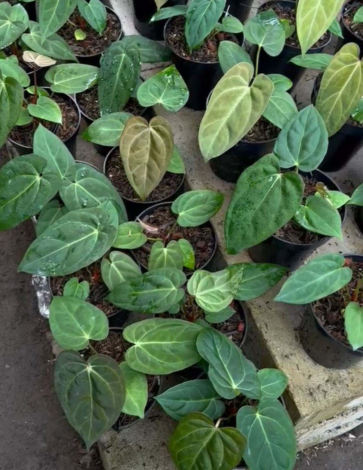 Anthurium dressleri x "Blue papillilaminum" Grower's Choice *Now In Stock* (5970P:G) | Rare Aroid