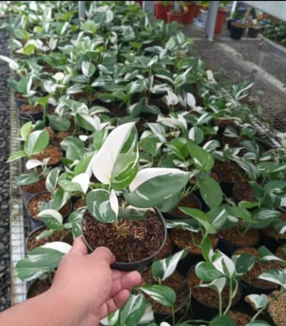 Scindapsus treubii "Moonlight" "Albo" variegated Grower's Choice *Now In Stock* (5562P:3) | Rare Aroid