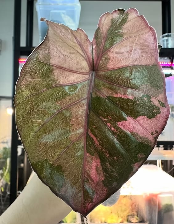 Alocasia 