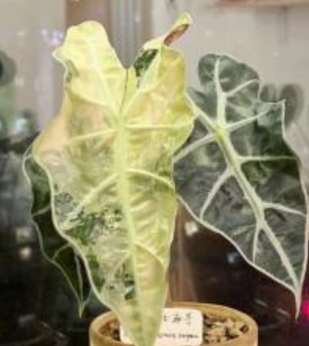 その他観葉植物 Alocasia Polly Aurea TC Alocasia 