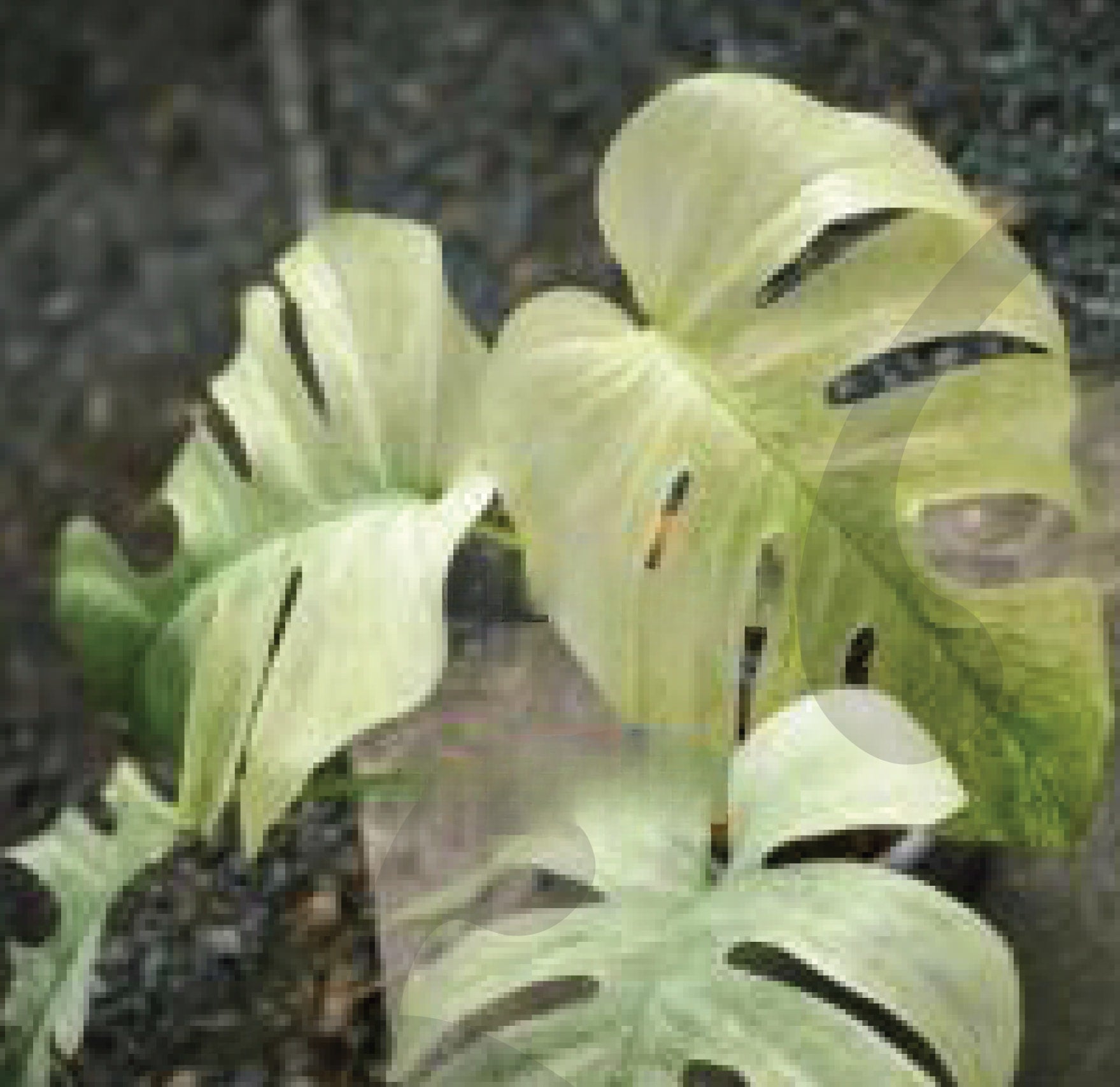 Monstera 