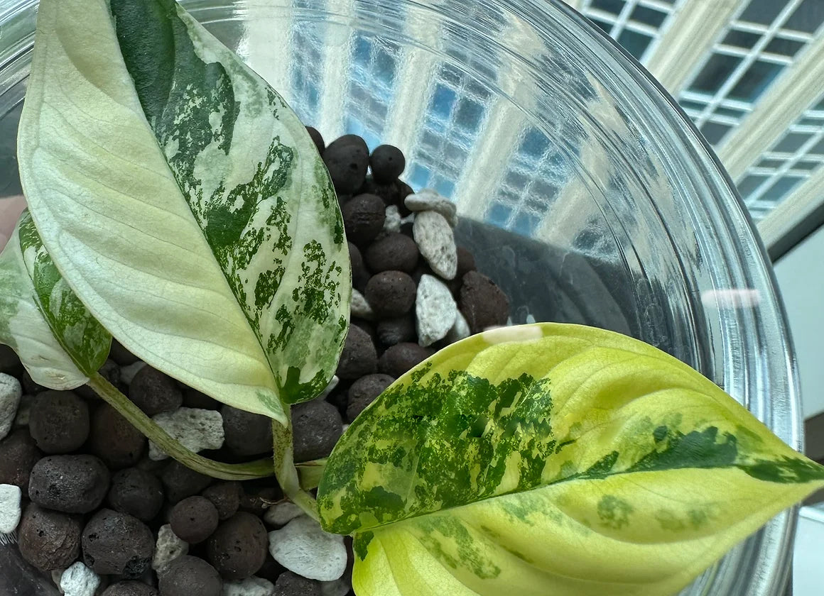 Xanthosoma lindenii variegated TC Plantlet *Preorder* (5618P:2) | Rare Aroid