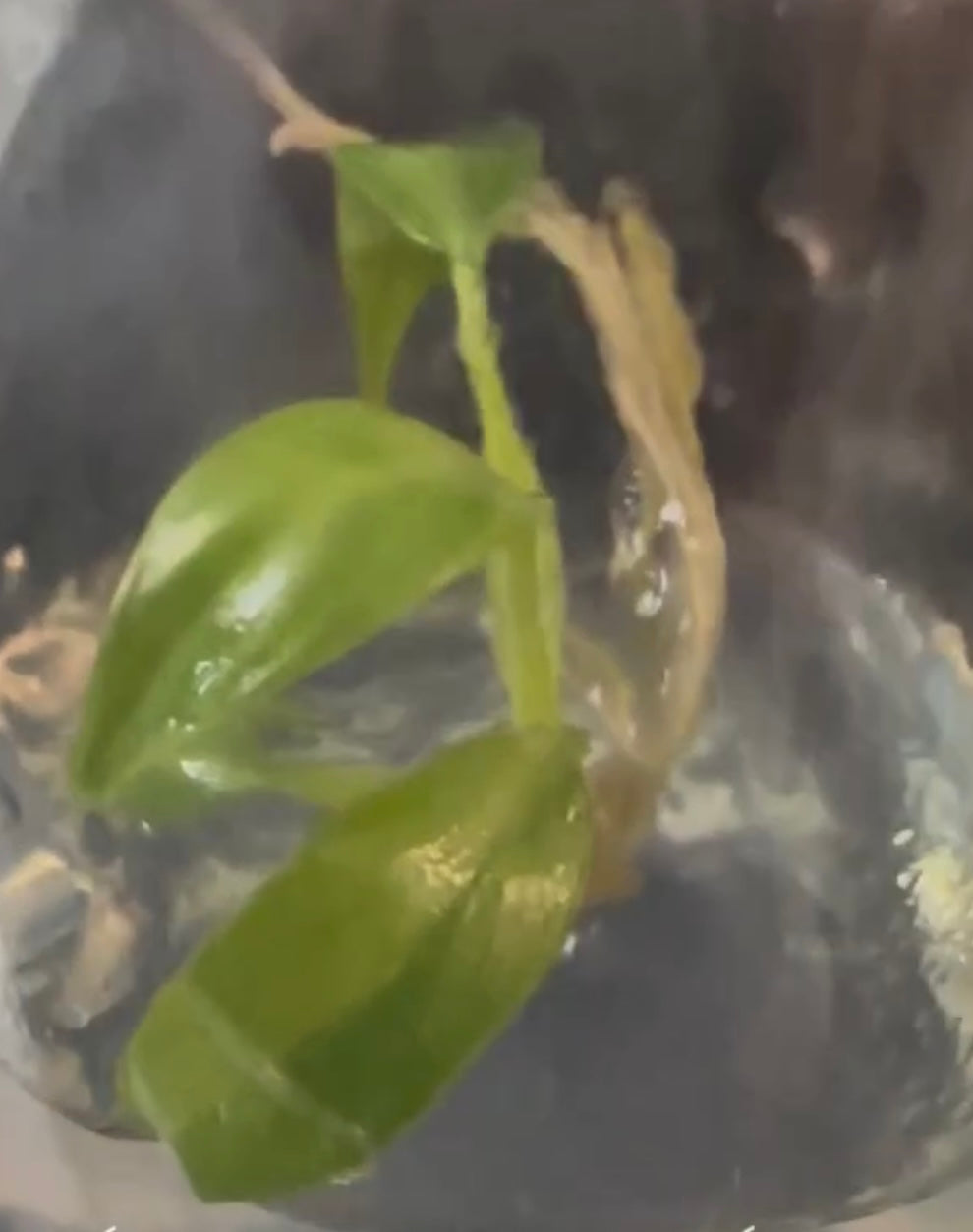 Philodendron radiatum variegated TC Plantlet Grower's Choice *Now In Stock* (3527P:2) | Rare Aroid