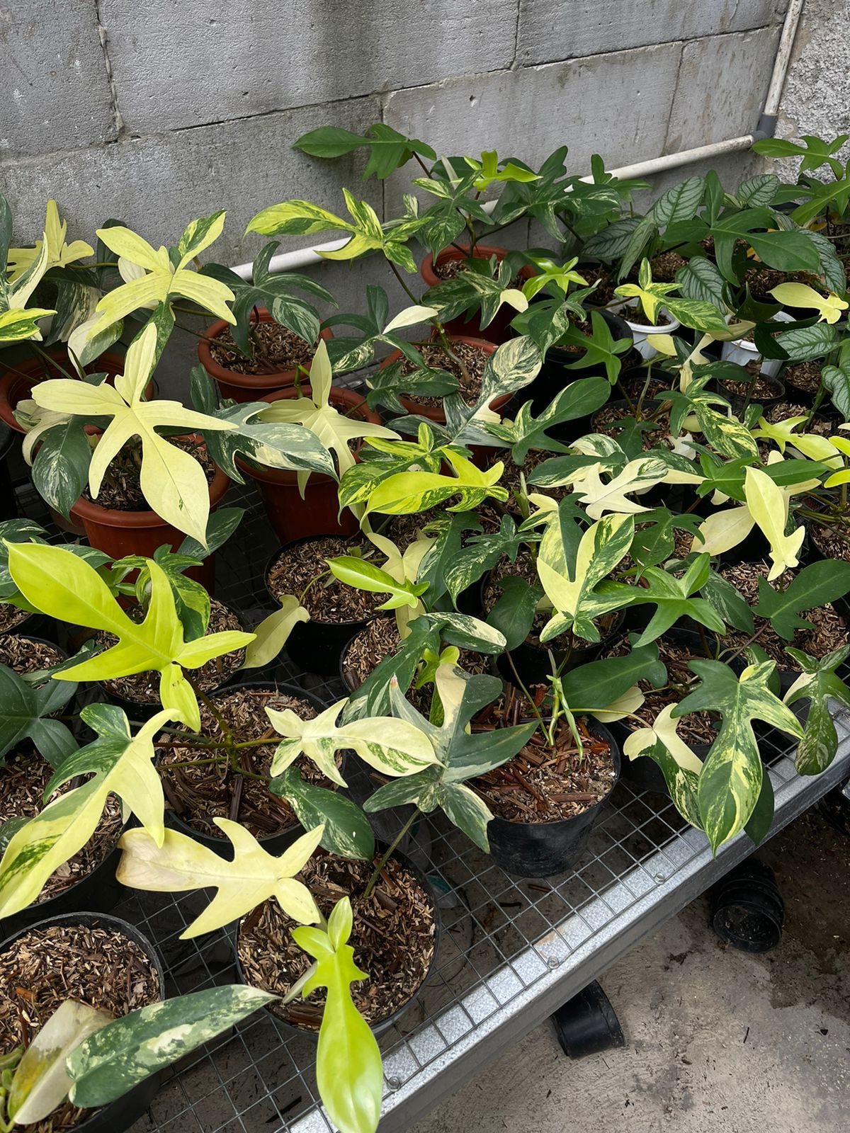 Philodendron "Florida Beauty" variegated Grower's Choice *Now In Stock* (5498P:G) | Rare Aroid