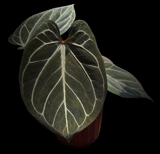 Anthurium "King of Spades" x "Red Crystallinum" SM Grower's Choice *Now In Stock* (3846P:1) | Rare Aroid