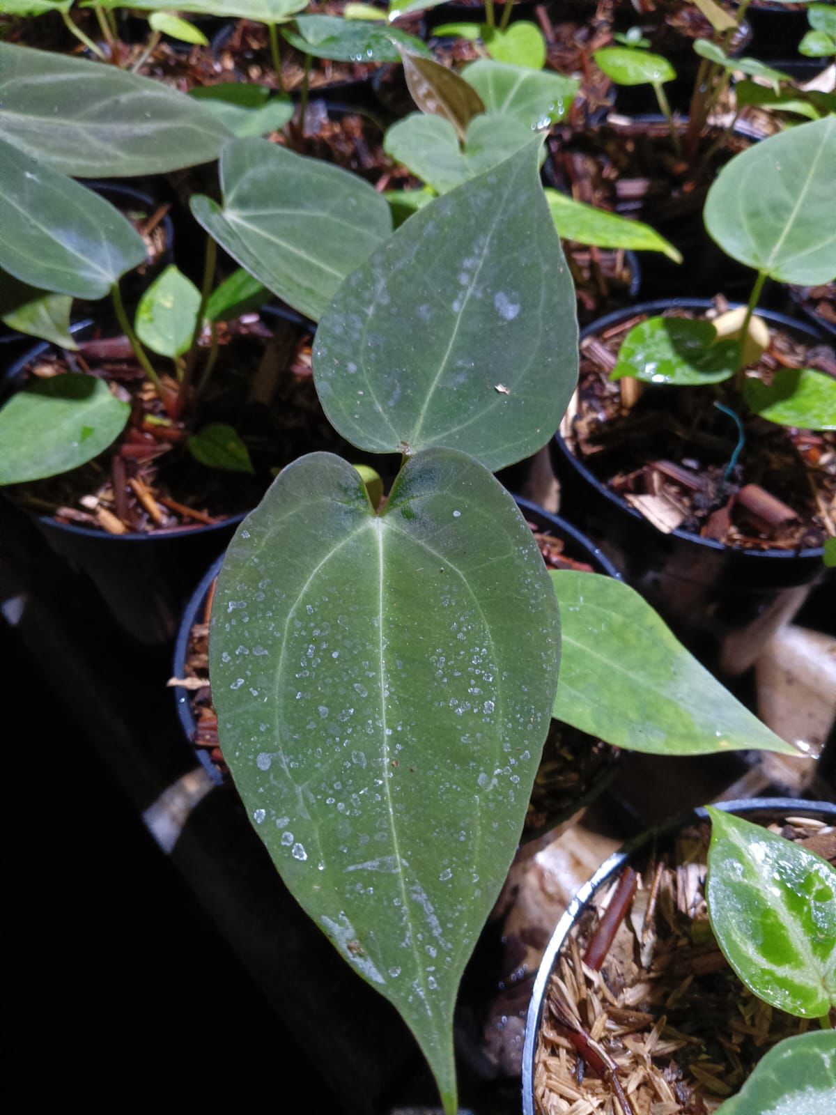 Anthurium papillilaminum × dressleri (same parents as Dark Phoenix) Grower's Choice *Now In Stock* (5648P:G) | Rare Aroid