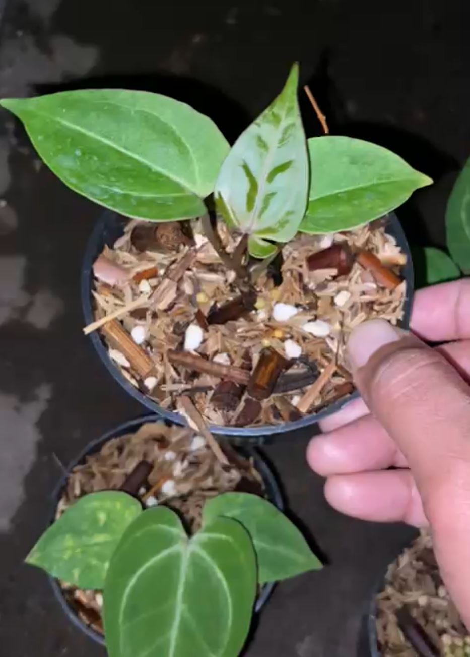 Anthurium "Red Java" Small Size Grower's Choice *Now In Stock* (5887P:G) | Rare Aroid