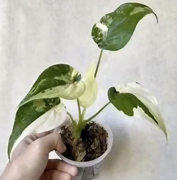 Alocasia cucullata 