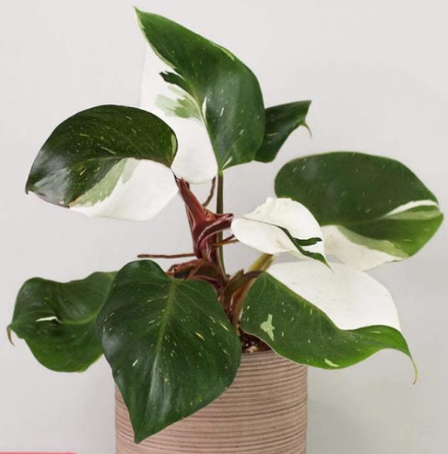 white knight philodendron near me Philodendron White Knight variegated TC Plantlet *Preorder* Acclimated (Premium)