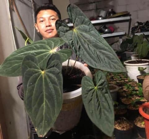 Anthurium papillilaminum X-One hybrid SM Grower's Choice *Now In Stock* (3847P:3) | Rare Aroid